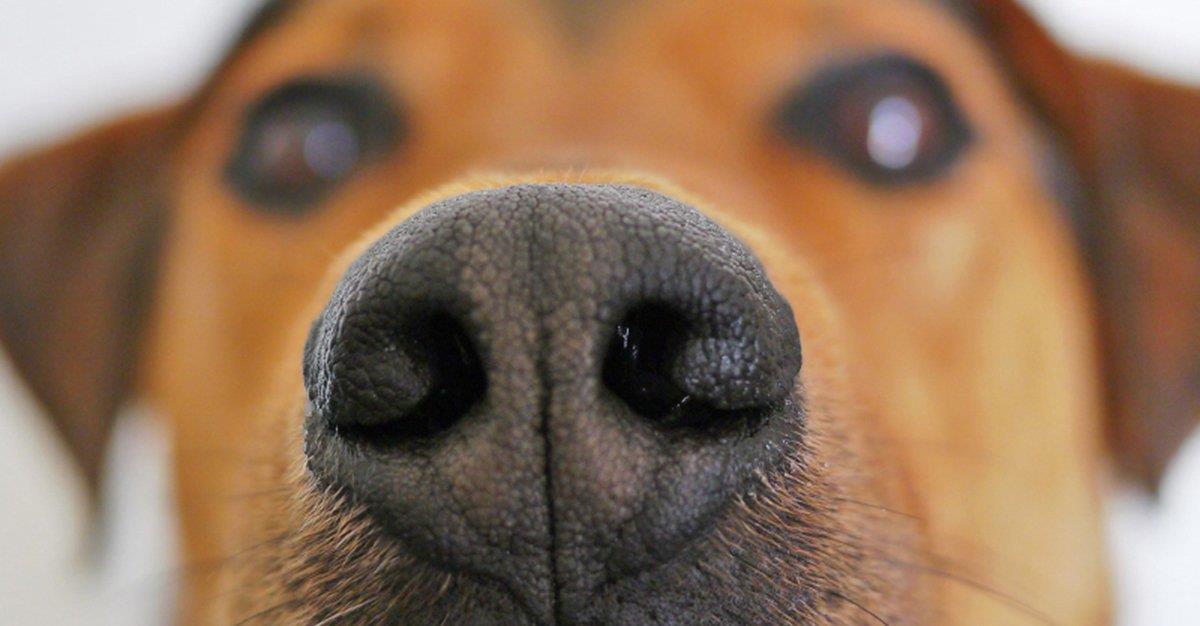 Cães de assistência podem detetar doentes com epilepsia através do olfato