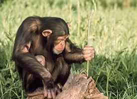 Chimpanzé apanha formigas