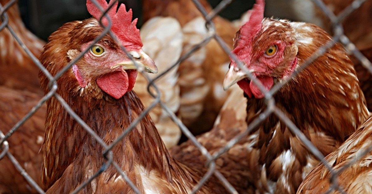 Cientistas descobrem mutações nas vacinas contra o VBI das galinhas