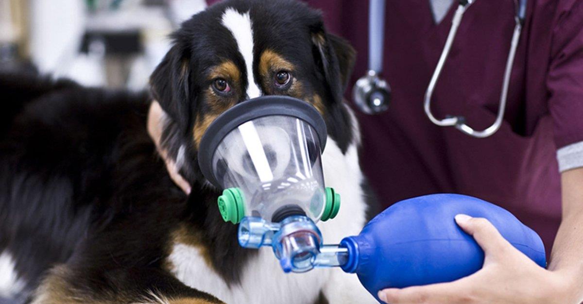Mutação genética pode ser a causa de problemas respiratórios em cães