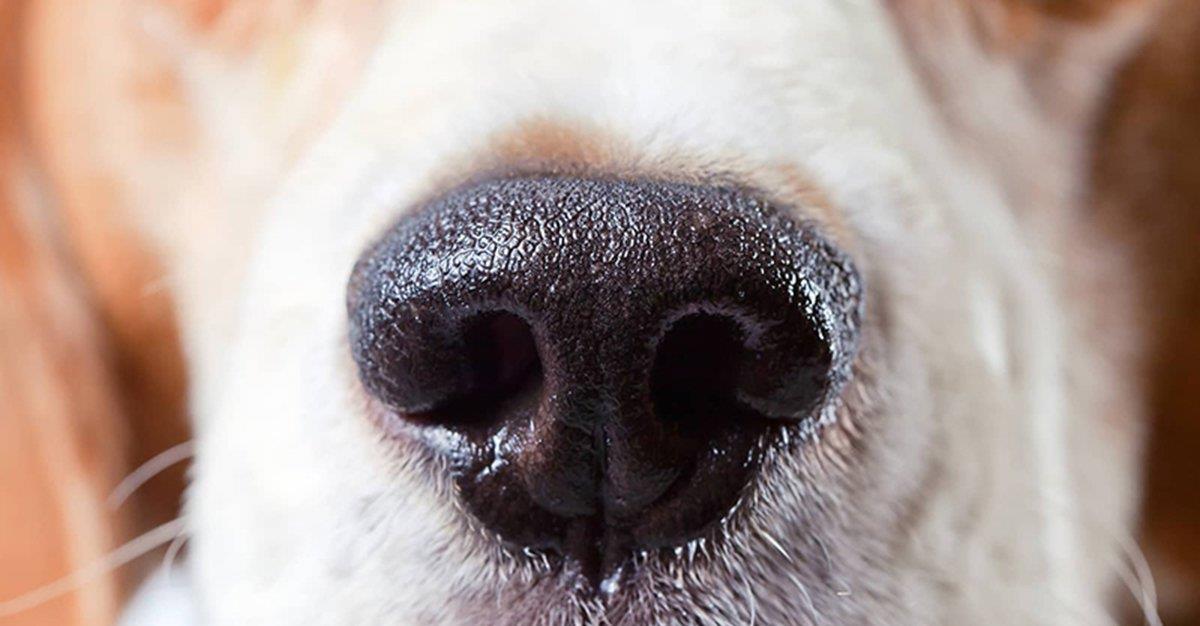 Cães estão a ser treinados para identificar contaminantes no vinho