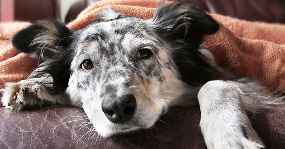 Novo tratamento para o osteossarcoma canino pode estar a chegar