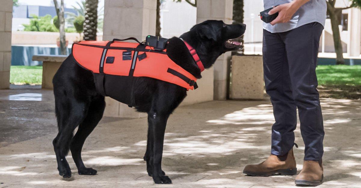 Desenvolvido colete que permite treinar cães sem usar a voz ou o gesto