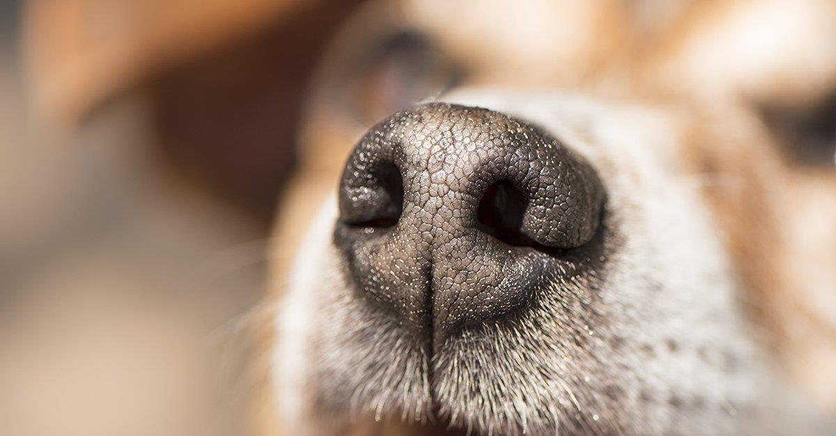 App identifica cães perdidos pelo nariz