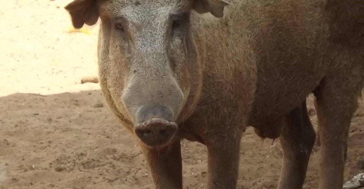 Cruzamento indesejado entre javalis e porcos domésticos aumenta risco de PSA