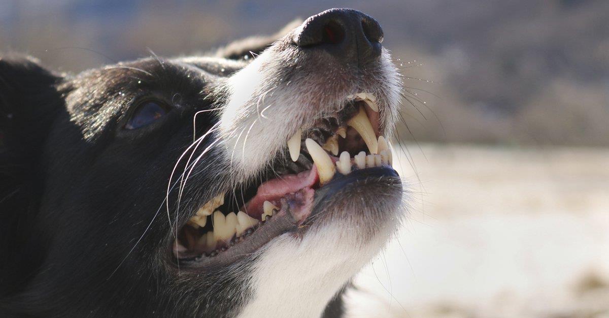 Estudo identifica as raças de cães com maior risco de morder crianças