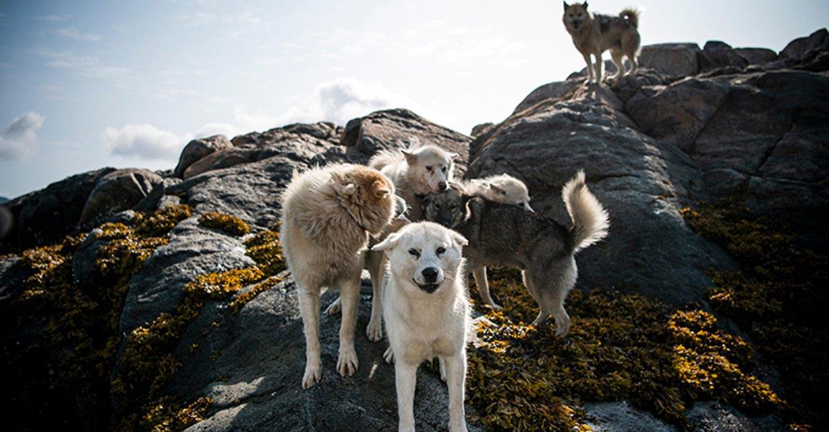 Doença misteriosa está a matar cães na Noruega