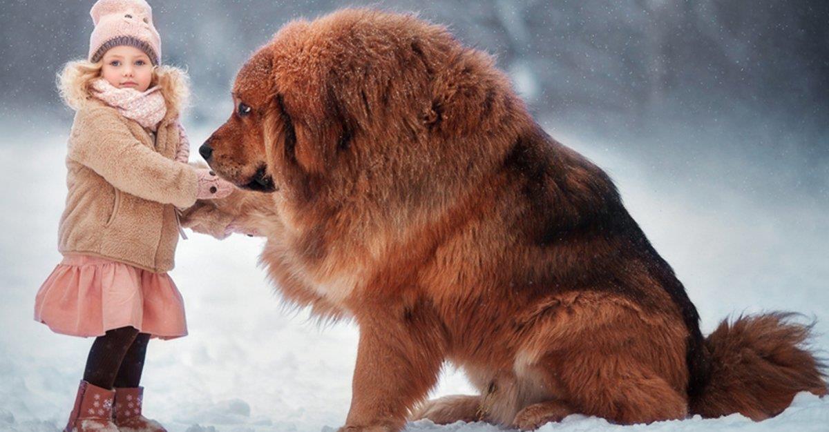 Há uma raça canina que consegue viver a mais de 4 km de altitude