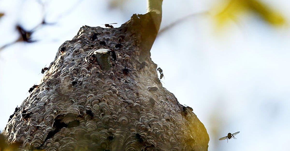 Métodos usados para destruir ninhos de vespa asiática não são eficazes