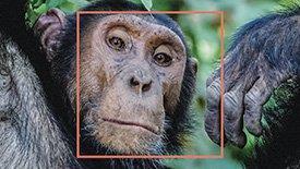 Reconhecimento-facial-chimpanze