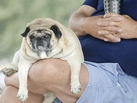 Obesidade-dono-e-cão