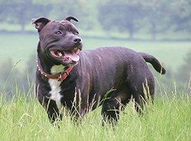 Staffordshire-bull-terrier