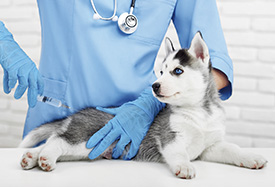 Vacinar cachorro