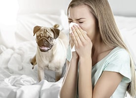 Alergia pelo do cão