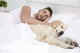 Cão dorme com dono