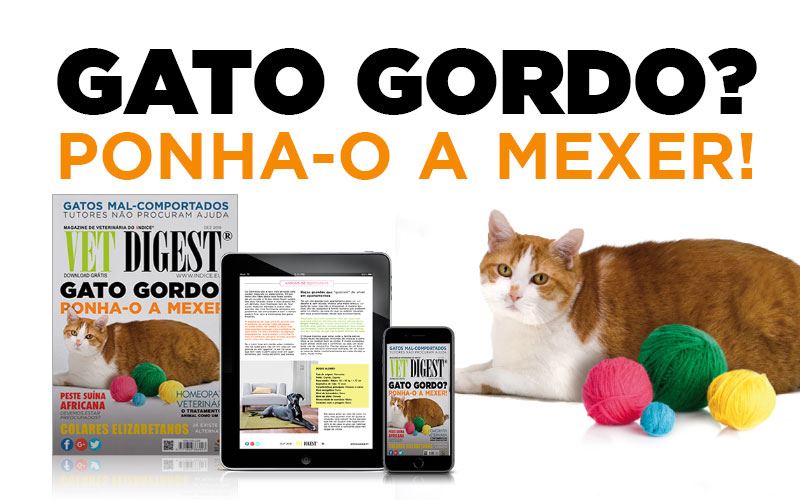Ponha o seu Gato Gordo a mexer! Ponha o seu Gato Gordo a mexer!