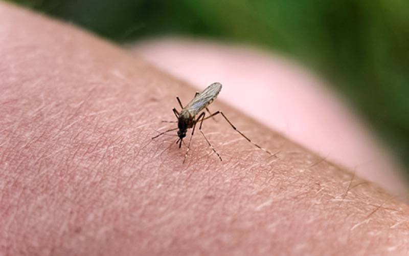 Mosquitos são atraídos pelo odor corporal