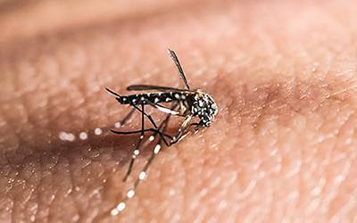 Casos de febre chikungunya aumentam no Brasil