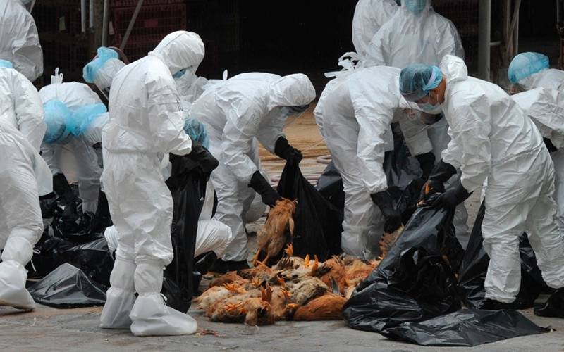 Gripe das aves leva Japão a abater centenas de animais