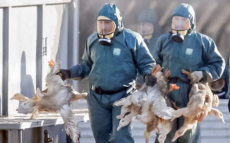 Proliferação de surtos de gripe aviária aumenta risco de pandemia humana