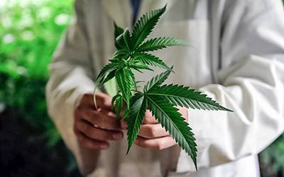 Composto da cannabis pode reduzir convulsões em pacientes com epilepsia