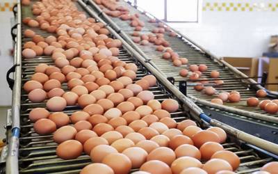 Ovos com pesticida tóxico não estão no mercado português