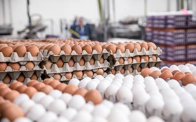Reino Unido importou cerca de 700 mil ovos contaminados com Fipronil