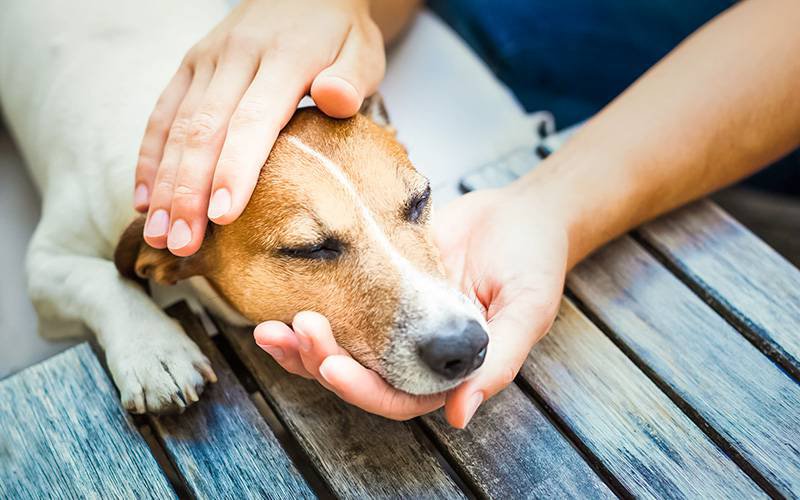 Cuidar de animal de estimação doente pode aumentar ansiedade