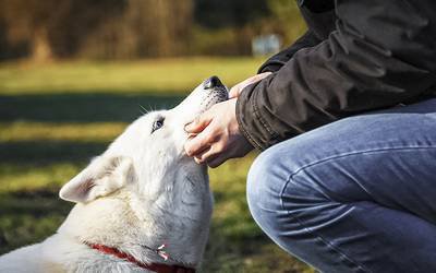 Pessoas medrosas têm maior risco de serem mordidas por cães