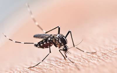 Único mosquito pode transmitir dengue e Zika ao mesmo tempo