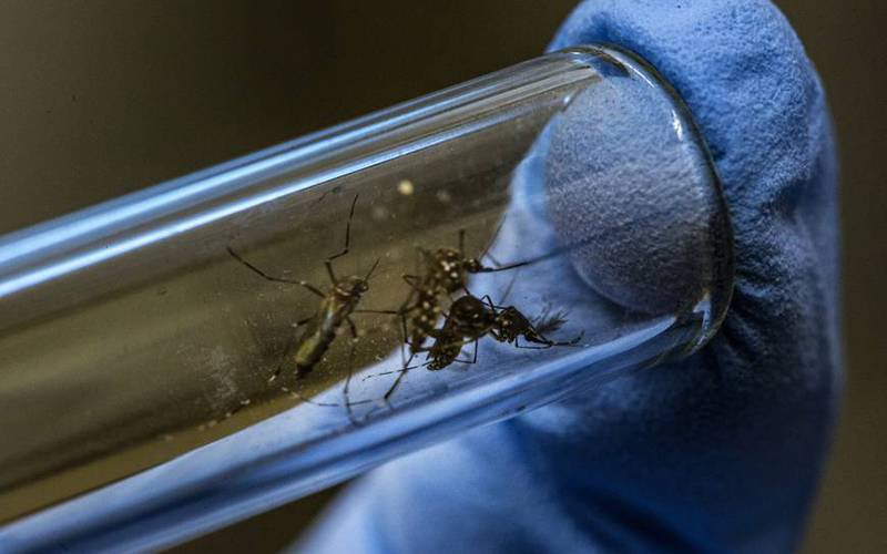 Composto sintético é nova esperança na luta contra malária