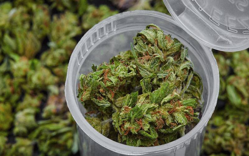 Promulgada lei da cannabis para fins medicinais