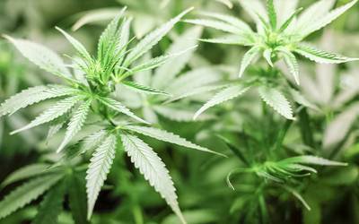 Cannabis medicinal pode ajudar no tratamento da epilepsia