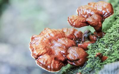 Cogumelos medicinais podem fortalecer sistema imune