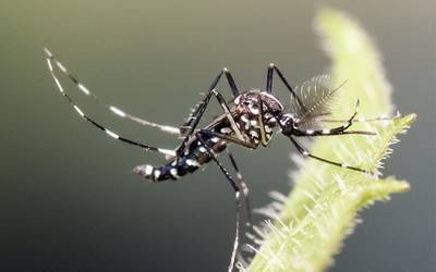 Confirmado terceiro caso de dengue contraído em Espanha