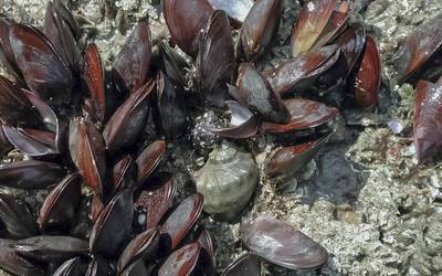 IPMA encontra valores elevados de toxinas em moluscos bivalves