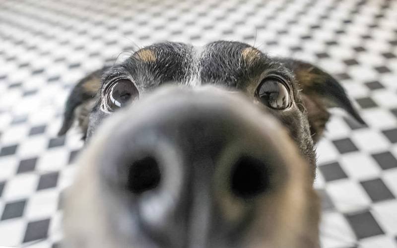 Cães treinados conseguem detetar doentes infetados com malária