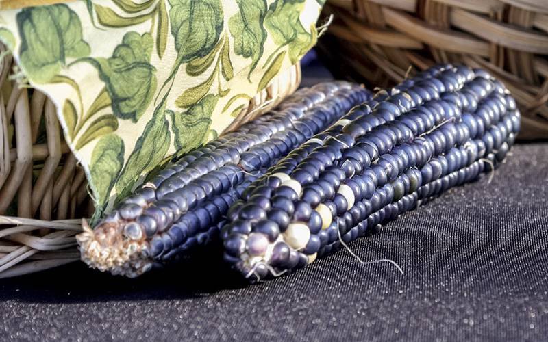 Extrato de milho azul pode combater síndrome metabólica