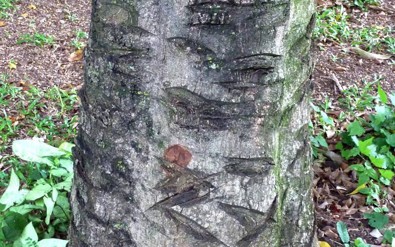 Casca da árvore da manga pode ter propriedades antidepressivas