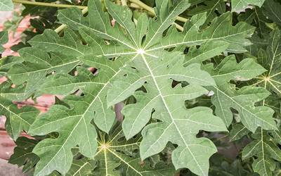 Folhas da papaia pode ser usada para prevenir e tratar a dengue