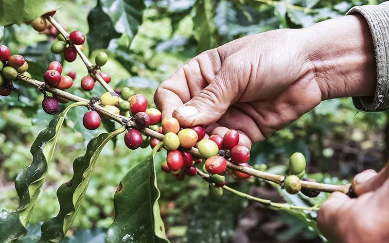 Mais de metade das espécies de café estão em risco de extinção