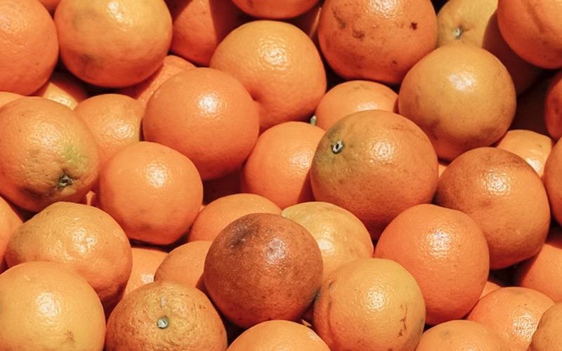 Organização quer suspender entrada na UE de citrinos da África do Sul