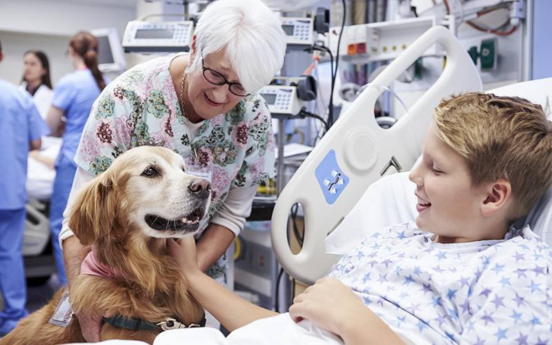Uso de cães em tratamentos pode potenciar contaminação por MRSA