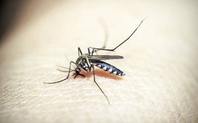 Casos prováveis de dengue no Brasil crescem quase 150% num ano