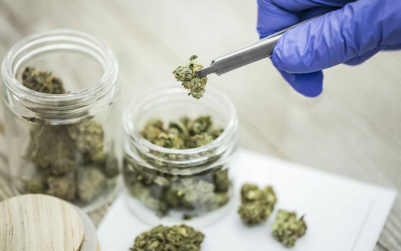 Lei da cannabis medicinal já entrou em vigor
