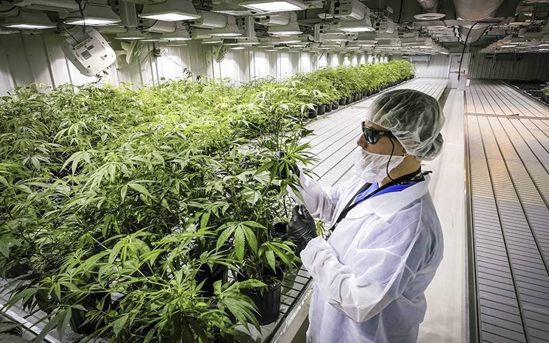 Produtora de cannabis entra em Portugal com 51% na Gaia Pharm