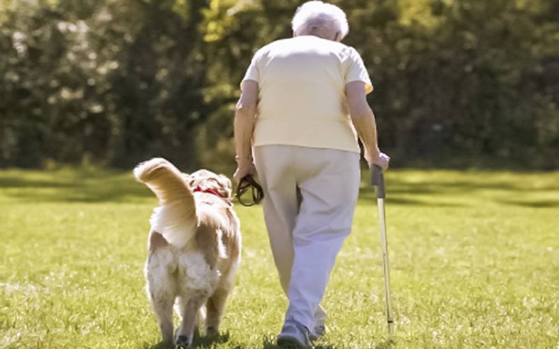 Caminhar com cães pode aumentar risco de quedas em idosos