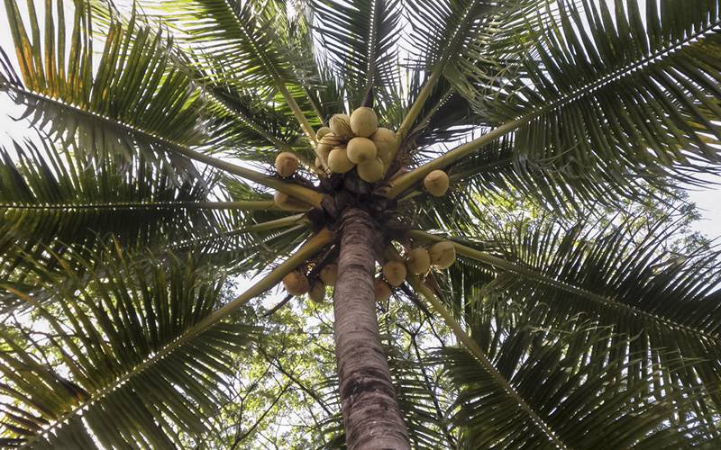 Compostos do coqueiro podem prevenir diabetes e hipertensão