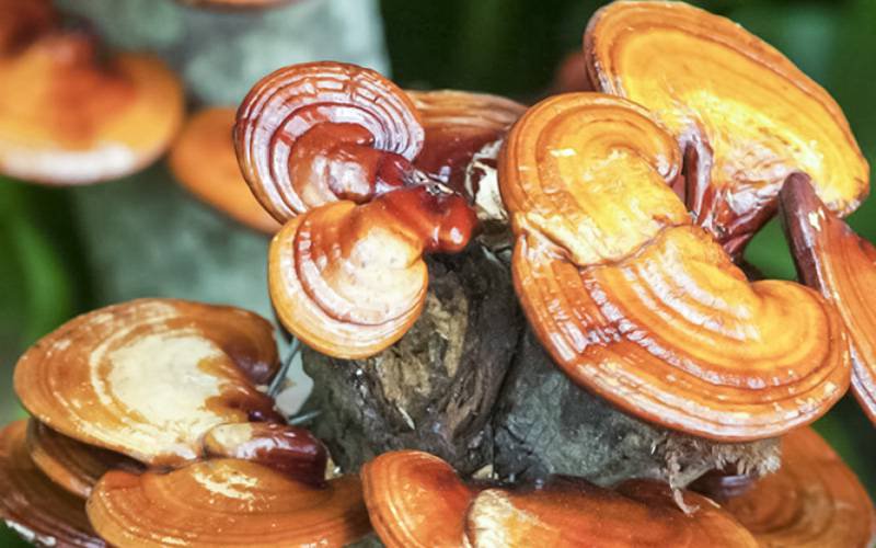 Polissacarídeos de cogumelos têm propriedades antioxidantes