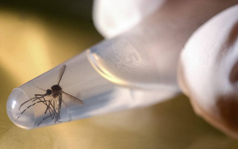 Proteção contra Zika pode estar em proteína do mosquito vetor